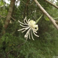 Alangium salviifolium (L.f.) Wangerin